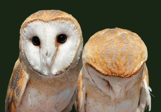 Two Barn Owls