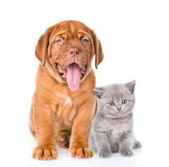 Bordeaux puppy and gray kitten sitting together. isolated on whi
