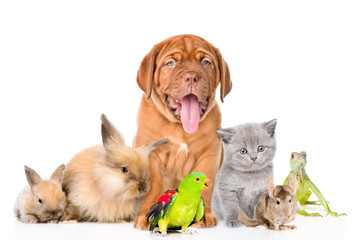 Group of pets together in front view. isolated on white backgrou