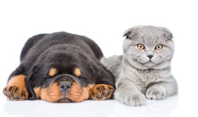 scottish kitten and sleeping rottweiler puppy lying together. Is