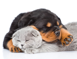 Sleeping rottweiler puppy hugging cute kitten. Isolated on white