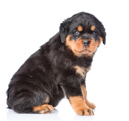 Small rottweiler puppy sitting in profile. Isolated on white bac