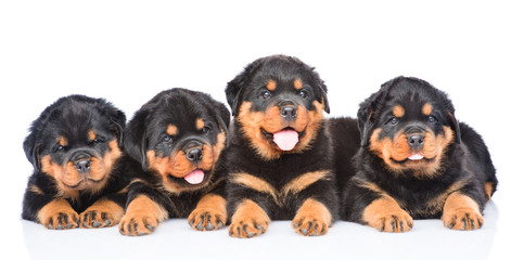 Group of puppies Rottweiler lying together in front view. Isolat