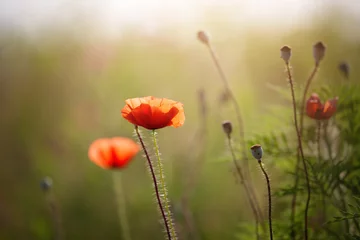 Photo sur Plexiglas Coquelicots vintage poppy flower against sunlight