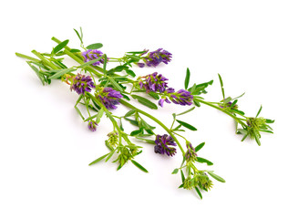 Medicago on white background.