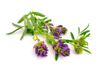 Medicago on white background.