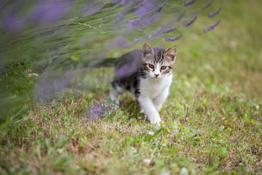 Chaton dans les lavandes