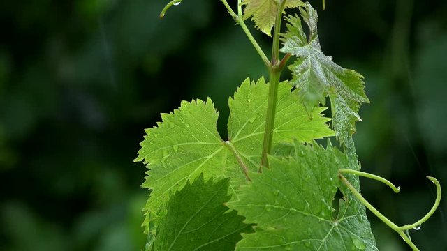 Grape and young leafs vine in rain