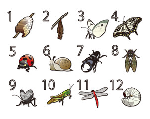 12か月の昆虫と数字