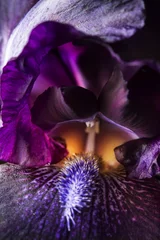 Crédence de cuisine en verre imprimé Iris iris fleur pourpre gros plan, arrière-plan