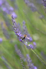 Abeille vole vers lavande