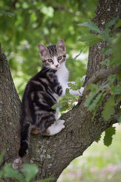 Chaton dans l'arbre