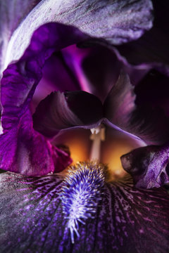 iris purple flower close-up, background