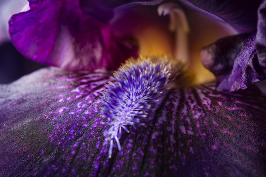 iris purple flower close-up, background
