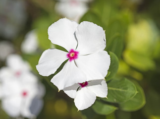 Obraz premium Closeup of a white primrose flower