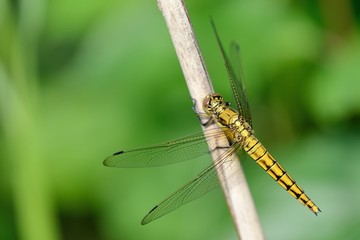 Orthetrum cancellatum, femmina