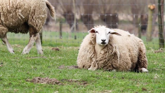 lamb is grass eating
