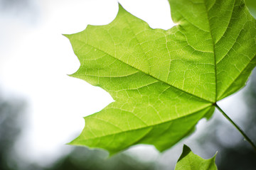 Bright green leaf of a maple close up