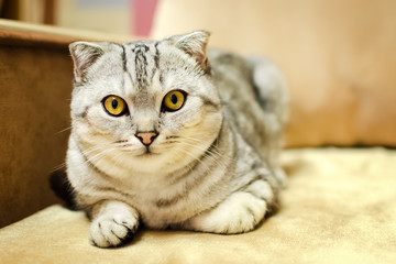 The cat of breed of Scottish fold looks directly