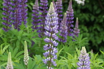 Lupinus
