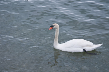 Fototapeta na wymiar beautiful swan swims in the beautiful Lake Maggiore in Stresa