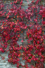 Red creeper leaves climbs up on the wall in Arrowtown, New Zealand