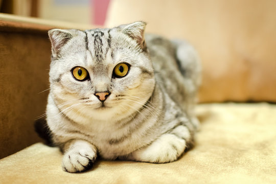 The cat of breed of Scottish fold looks directly