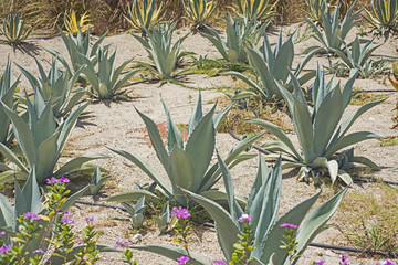 Group of cacti in a desert garden
