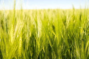 Ears of wheat growing on the field