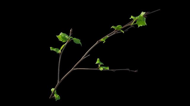 Time-lapse of blooming birch tree branch with opening leaves buds with alpha transparency channel , isolated with black and white luminance matte, perfect for film, digital composition