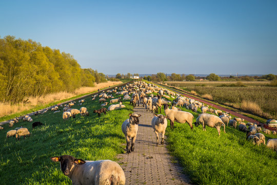 Altes Land