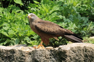 Milan royal sur son aire