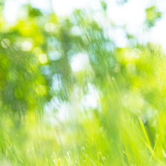 Obraz premium green grass lawn colorful in the garden background