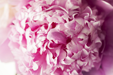 Peonies