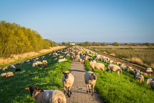 Altes Land
