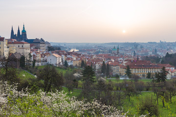 Fototapeta premium Panorama of Prague from Petrin hill with flowers in blossom, Prague, Czech Republic