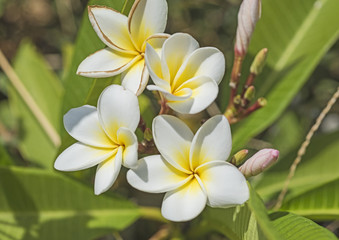 Closeup of white frangipani flowers