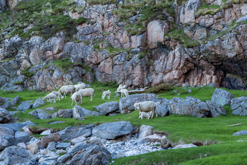 Sheep grazing under a mountain, Norway
