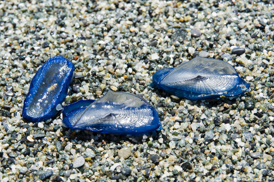 me jellyfish Velella beached on the shore in the sand