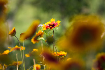 Red yellow flowers in a garden