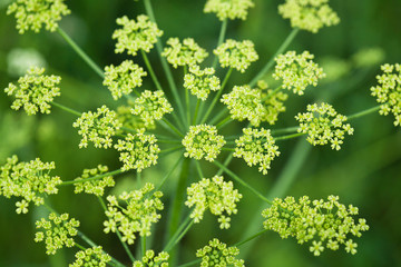 field plant umbrella closeup