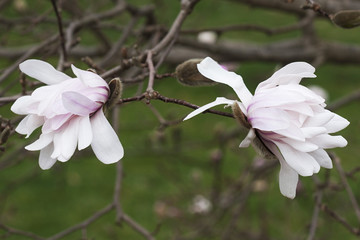 Centennial star magnolia flowers (Magnolia stellata Centennial). Called Centennial Blush star magnolia also