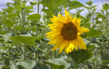 First open sunflower of season, Vegas Altas del Guadiana, Extremadura, Spain