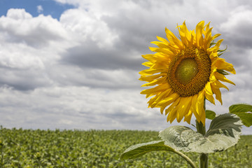 Obraz premium First open sunflower of season