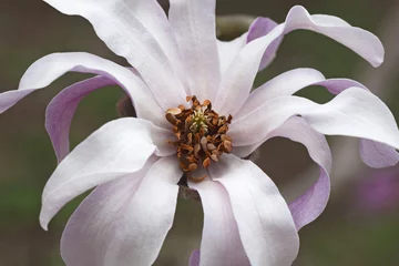 Fotobehang Magnolia Leonard Messel loebner magnolia (Magnolia x loebneri Leonard Messel)