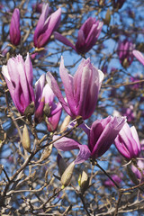 Girl hybrid magnolia Betty (Magnolia x hybrid Betty). Hybrid between Magnolia liliflora Nigra and Magnolia stellata Rosea