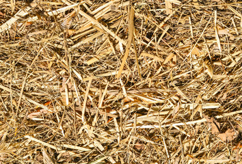 Texture hay close-up in color.