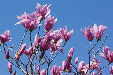 Spectrum hybrid magnolia (Magnolia x hybrid Spectrum). Hybrid between Magnolia liliflora Nigra and...