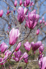 Obraz na płótnie Canvas Spectrum hybrid magnolia (Magnolia x hybrid Spectrum). Hybrid between Magnolia liliflora Nigra and Magnolia sprengeri Diva