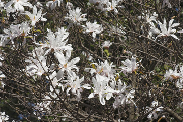 Star magnolia (Magnolia stellata). Another scientific name is Magnolia kobus var. stellata © nickkurzenko